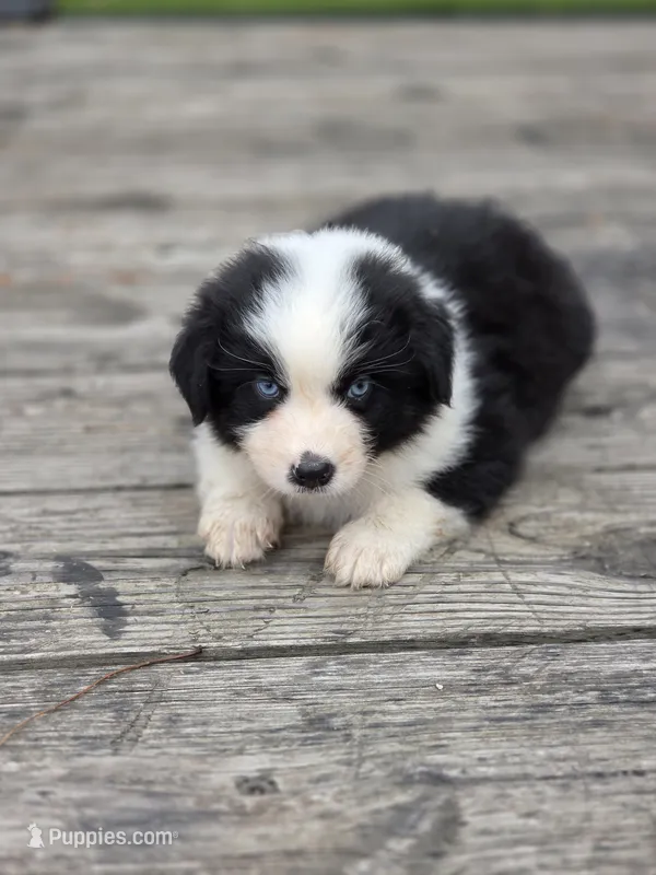 Randa – Australian Shepherd puppy for sale in Portland, IN