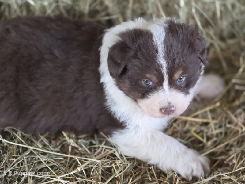 Red tri female 2 – Australian Shepherd puppy for sale in Portland, IN