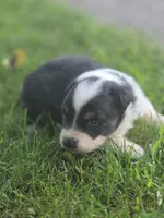 J.D., a male Australian Shepherd for sale in Portland, IN – 5 of 6