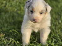 Blue Merle female , a female Australian Shepherd for sale in Portland, IN – 8 of 8