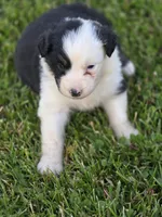 Black male 3, a male Australian Shepherd for sale in Portland, IN – 4 of 4