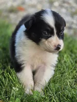 Black female 2, a female Australian Shepherd for sale in Portland, IN – 7 of 10