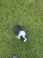 Black male 3, a male Australian Shepherd for sale in Portland, IN – 2 of 4