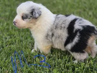 Blue Merle 3, a male Australian Shepherd for sale in Portland, IN – 2 of 6