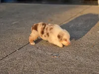 Reny, a female Australian Shepherd for sale in Portland, IN – 3 of 3
