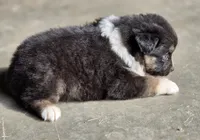Black female 1, a female Australian Shepherd for sale in Portland, IN – 3 of 9