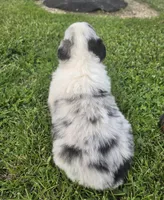 Blue male 1, a male Australian Shepherd for sale in Portland, IN – 4 of 5