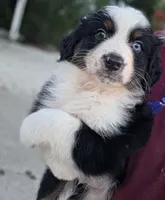 Reese, a female Australian Shepherd for sale in Portland, IN – 2 of 3