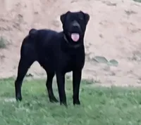 Siri, a female Rottweiler for sale in Portland, IN – Photo 1 of 3