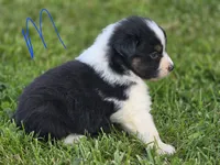 Black male 2, a male Australian Shepherd for sale in Portland, IN – 4 of 4