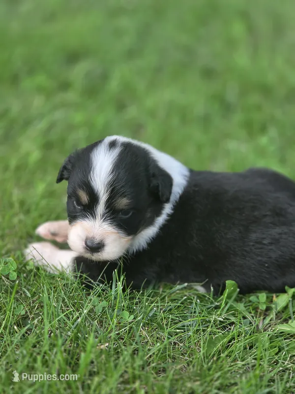 Jesse – Australian Shepherd puppy for sale in Portland, IN