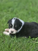 Jesse, a female Australian Shepherd for sale in Portland, IN – 1 of 6