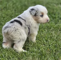 Blue Merle female , a female Australian Shepherd for sale in Portland, IN – 6 of 8