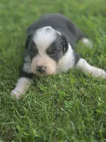 Jax, a male Australian Shepherd for sale in Portland, IN – 2 of 5