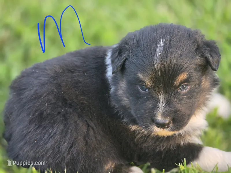 Black male 1 – Australian Shepherd puppy for sale in Portland, IN