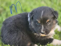 Black male 1, a male Australian Shepherd for sale in Portland, IN – 1 of 4
