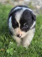 Black female 2, a female Australian Shepherd for sale in Portland, IN – 9 of 10