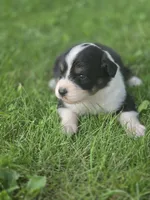 Jesse, a female Australian Shepherd for sale in Portland, IN – 5 of 6