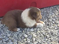 Red tri male , a male Australian Shepherd for sale in Portland, IN – Photo 5 of 5