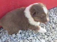 Red tri male , a male Australian Shepherd for sale in Portland, IN – Photo 3 of 5