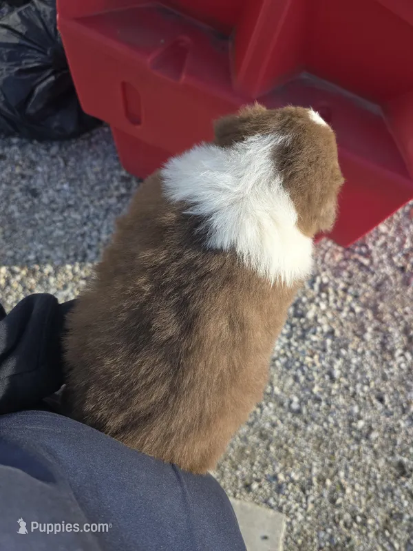 Red tri male  – Australian Shepherd puppy for sale in Portland, IN