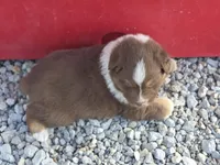 Red tri male , a male Australian Shepherd for sale in Portland, IN – Photo 4 of 5