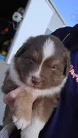 Red tri male , a male Australian Shepherd for sale in Portland, IN – Photo 2 of 5