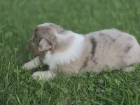 Jasper, a male Australian Shepherd for sale in Portland, IN – 3 of 7