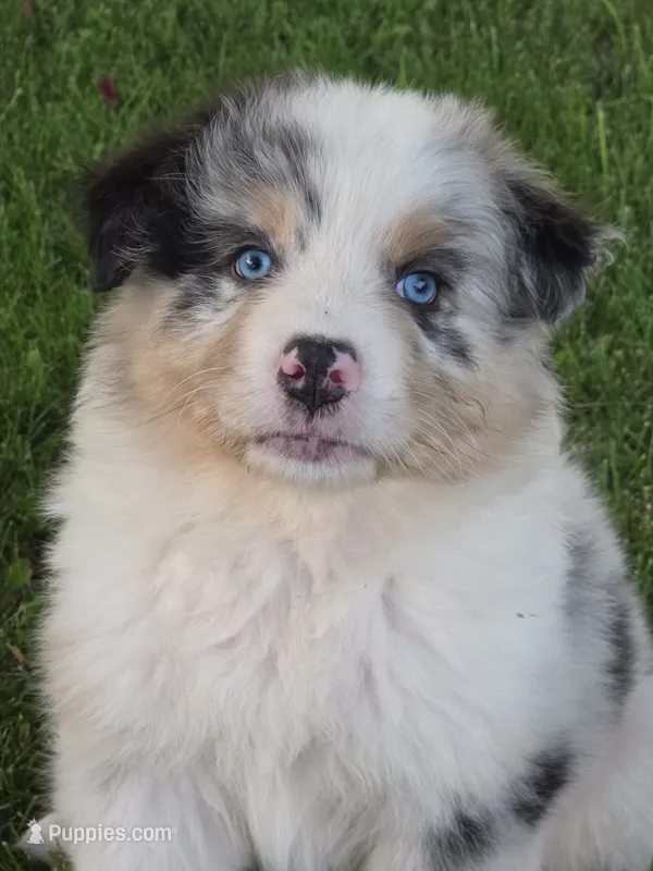 Blue male 1 – Australian Shepherd puppy for sale in Portland, IN