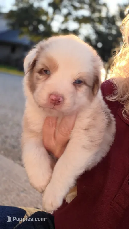 Rose – Australian Shepherd puppy for sale in Portland, IN