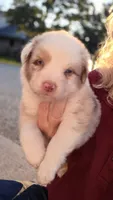 Rose, a female Australian Shepherd for sale in Portland, IN – 1 of 2