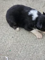 Male 2, a male Australian Shepherd for sale in Portland, IN – Photo 5 of 6