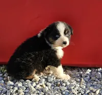 Male 2, a male Australian Shepherd for sale in Portland, IN – Photo 2 of 6