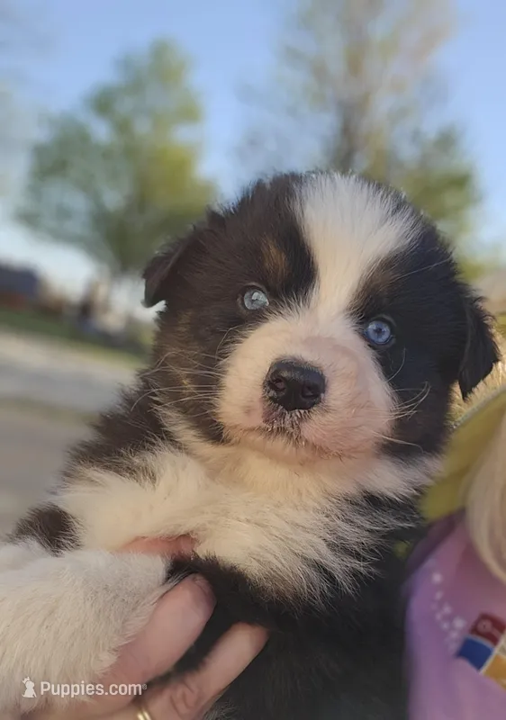Male 2, a male Australian Shepherd for sale in Portland, IN – Photo 1 of 6