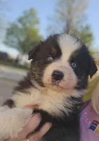 Male 2, a male Australian Shepherd for sale in Portland, IN – Photo 1 of 6