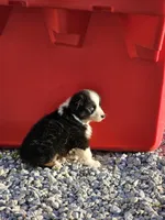 Male 2, a male Australian Shepherd for sale in Portland, IN – Photo 4 of 6