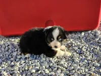 Male 2, a male Australian Shepherd for sale in Portland, IN – Photo 3 of 6