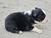 Male 2, a male Australian Shepherd for sale in Portland, IN – Photo 6 of 6