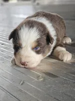 Female 6, a female Australian Shepherd for sale in Portland, IN – Photo 8 of 8