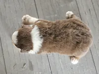 Female 6, a female Australian Shepherd for sale in Portland, IN – Photo 6 of 8