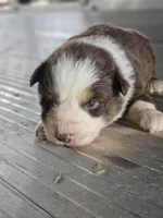 Female 6, a female Australian Shepherd for sale in Portland, IN – Photo 5 of 8