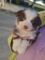 Female 6, a female Australian Shepherd for sale in Portland, IN – Photo 1 of 8