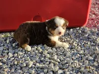 Female 6, a female Australian Shepherd for sale in Portland, IN – Photo 4 of 8