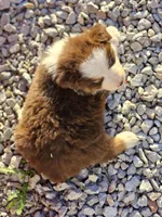 Female 6, a female Australian Shepherd for sale in Portland, IN – Photo 2 of 8