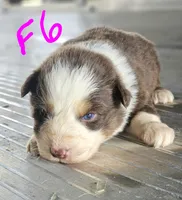 Female 6, a female Australian Shepherd for sale in Portland, IN – Photo 3 of 8