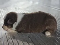 Female 6, a female Australian Shepherd for sale in Portland, IN – Photo 7 of 8