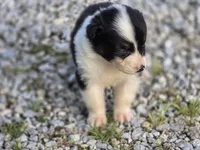 Black female 2, a female Australian Shepherd for sale in Portland, IN – 10 of 10