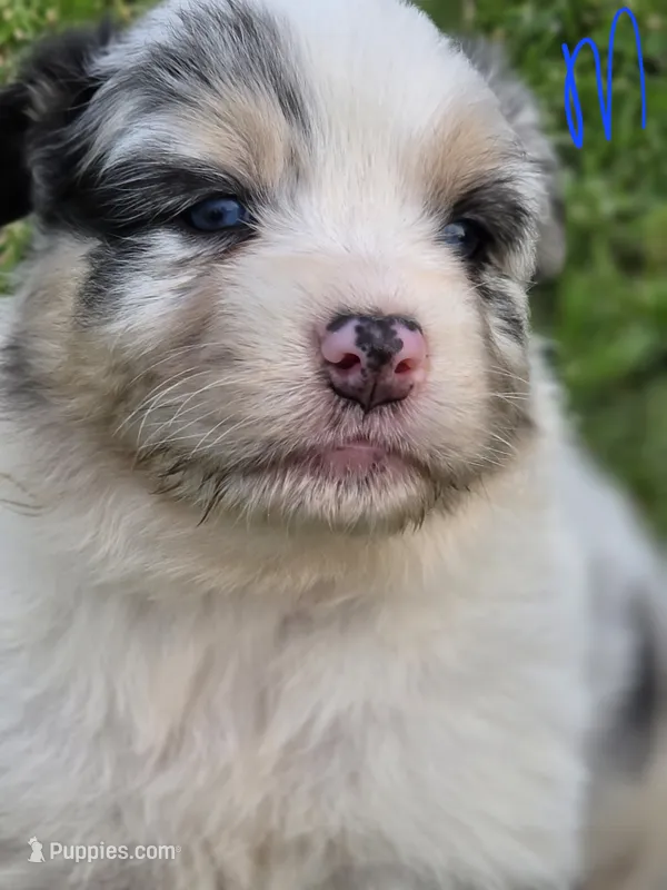 Blue male 1 – Australian Shepherd puppy for sale in Portland, IN