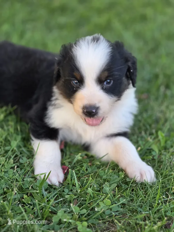 Jax – Australian Shepherd puppy for sale in Portland, IN