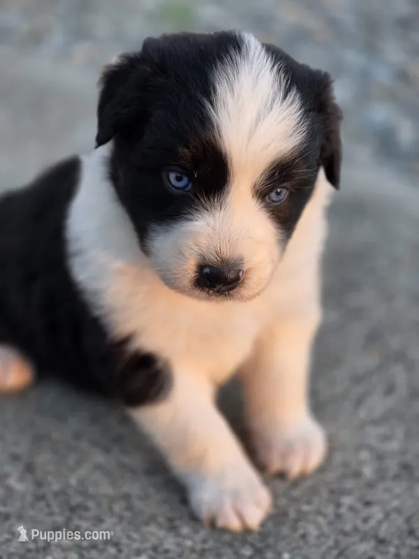 Randa – Australian Shepherd puppy for sale in Portland, IN
